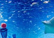 济州东海岸 B 线一日游：中文司机伴游，从牛岛到日出峰，解锁水族馆与山君不离的独特魅力