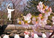  深度游韩国：体验民俗村风情，游览水原华城美景